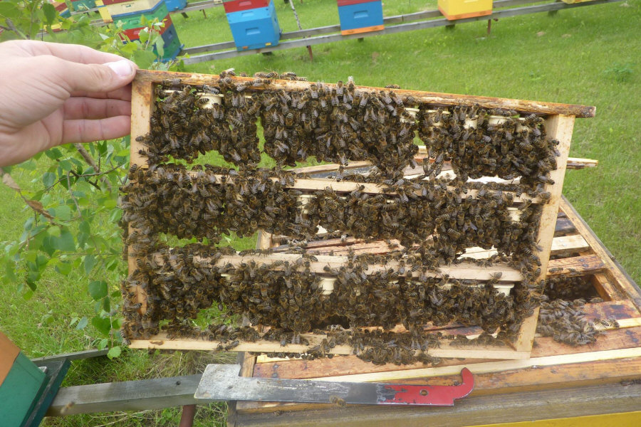 MIODOLAND პოლონურმა ფუტკრის დედოფალმა თაფლი მოაგროვა პოლონეთში 01
