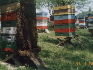 MIODOLAND პოლონურმა ფუტკრის დედოფალმა თაფლი მოაგროვა პოლონეთში 03