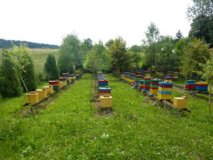 MIODOLAND პოლონურმა ფუტკრის დედოფალმა თაფლი მოაგროვა პოლონეთში 05