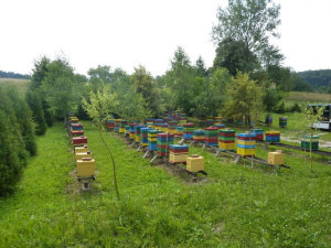 MIODOLAND პოლონურმა ფუტკრის დედოფალმა თაფლი მოაგროვა პოლონეთში 06