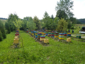 MIODOLAND პოლონურმა ფუტკრის დედოფალმა თაფლი მოაგროვა პოლონეთში 08