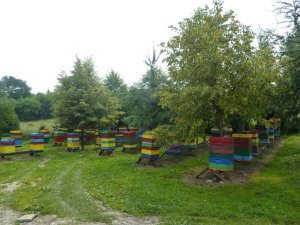 MIODOLAND პოლონურმა ფუტკრის დედოფალმა თაფლი მოაგროვა პოლონეთში 09