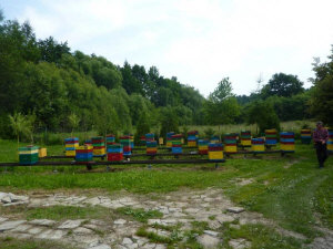MIODOLAND პოლონურმა ფუტკრის დედოფალმა თაფლი მოაგროვა პოლონეთში 10
