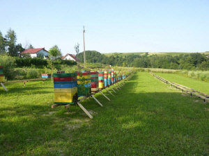 MIODOLAND პოლონურმა ფუტკრის დედოფალმა თაფლი მოაგროვა პოლონეთში 13